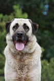 KANGAL 043